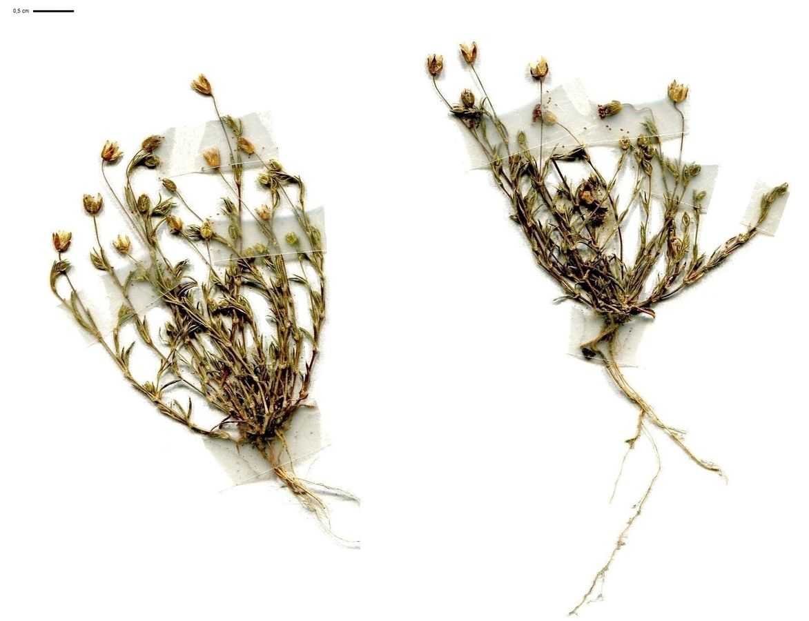 Sagina apetala subsp. apetala (Caryophyllaceae)